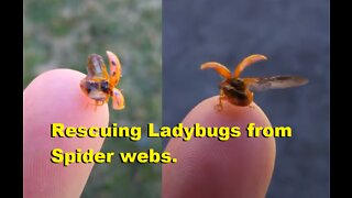 Rescuing Ladybugs from Spider webs.