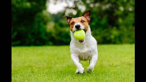 Watch dog soccer skill