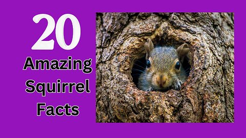 20 Amazing Squirrel Facts