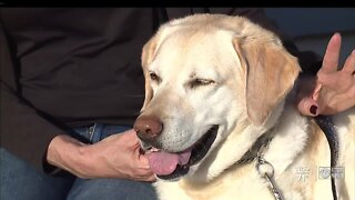 Courthouse facility dog retires after providing comfort to children