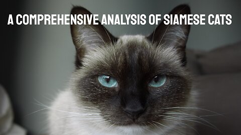 A Comprehensive Analysis of Siamese Cats