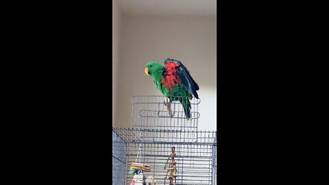 Talking Parrot says Wings Up