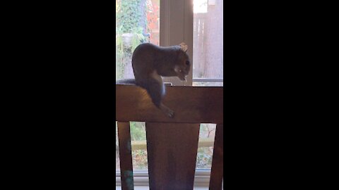 Rescued Squirrel Miss Bonnie comes home to eat dinner