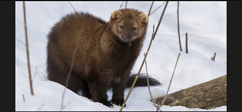 RARELY seen FISHER CAT tenderizing dinner🐿️