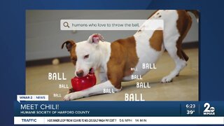 Chili the dog is up for adoption at the Humane Society of Harford County