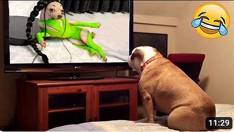 Funny dog videos online rumble