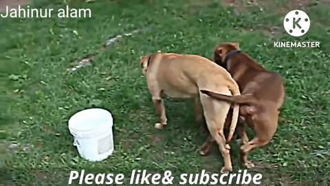 Funny Animals Videos - Funny Animal Mating, Dog Mating, Funny Dog Mating Close Up Dog SXx xxx 2022