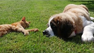 Puppy wants to play, cat has other plans