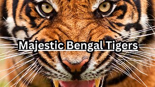 Majestic Bengal Tigers
