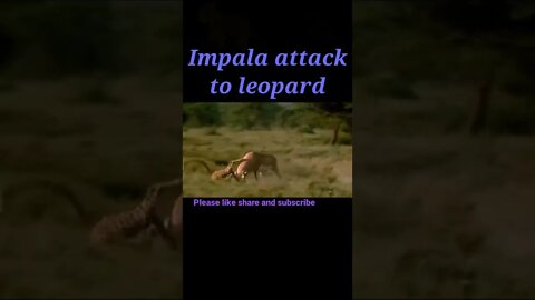 Impala attack to tiger 🐆#shorts #youtubeshorts #shortvideo