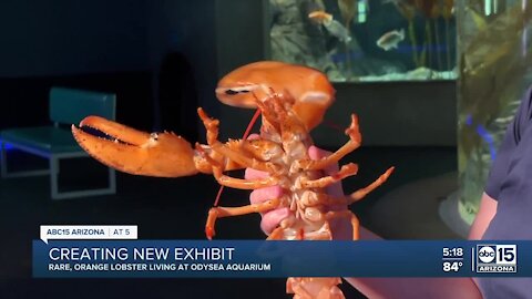 Rare orange lobster donated to Odysea Aquarium given a nickname -- meet 'Princess'
