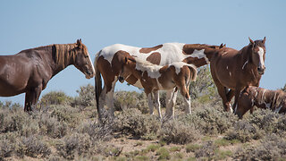 Wild Horses of Sand Wash Basin in Colorado 2018 by Karen King