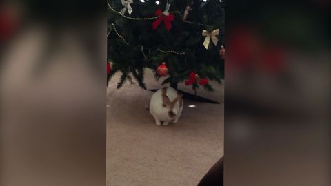 Small Bunny Loves Christmas Tree