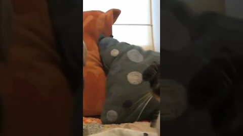 Funny Dog and Funny Cat #short