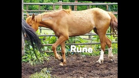 Help Save Mustang Rune!