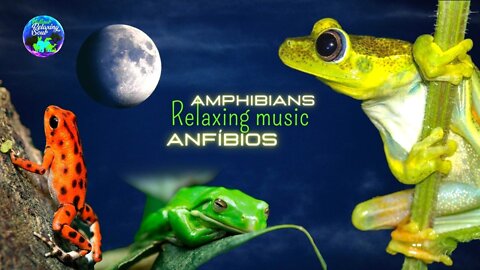 Relaxing music, ANFÍBIOS: Música relaxante, Meditation Music, Spa Music, Study Music, Sleep