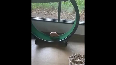 Armadillo trains for the big race