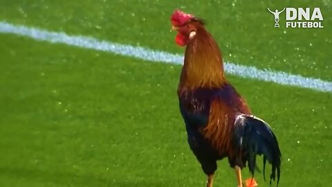 Rooster enters the field and disrupts the game in Israel