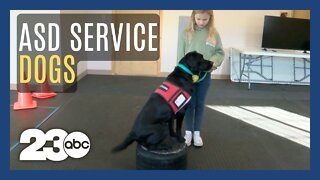 Service dogs train to help kids with autism