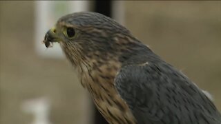 Bay Beach Wildlife Sanctuary gives injured, orphaned animals a second chance in the wild