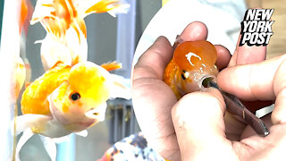 How to save a goldfish from choking to death