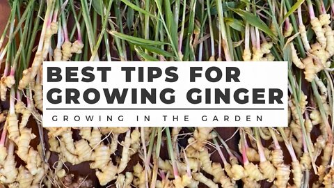HOW to PLANT and GROW GINGER in ANY CLIMATE, plus TURMERIC growing tips