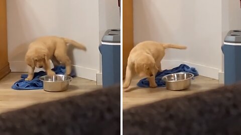 Puppy Gets Hit In Face With Water Bowl, Dramatically Falls Down