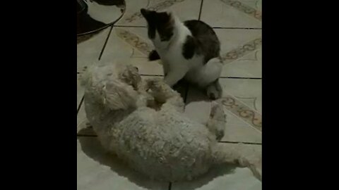 Cat and Dog play like siblings and it is adorable
