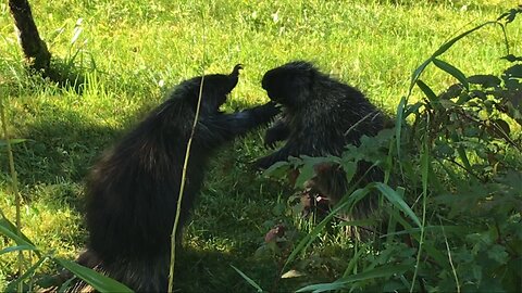 Porcupine Fight