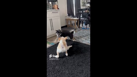 Shiba Inu puppy playful day