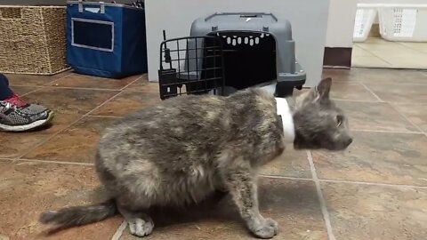 "Beverly" - blind kitty for adoption | Niagara SPCA