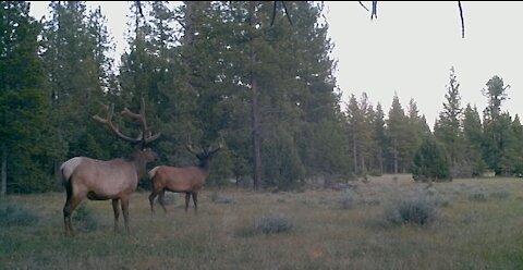 2019 Summer Game Cameras Northern California