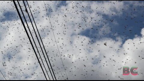 Locust Invasion Creates Apocalyptic Scenes in Southeastern Mexico