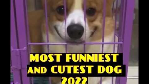 MOST FUNNIEST and CUTEST DOG 2022