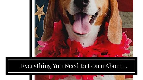 Everything You Need to Learn About Beagle Wedding
