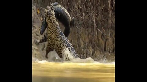 Lion and crocodile fight #animals