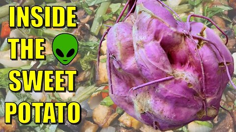 Inside the Alien Sweet Potato + Sweet Tater & Green Bean Warm Salad
