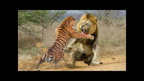Tiger vs lion attack