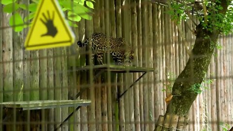 Cheetah jumping in the zoo cage. Slow motion