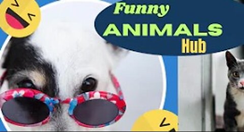 funny animals club