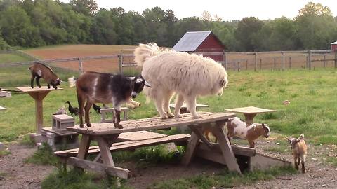 Farm dog plays follow the leader with baby goats