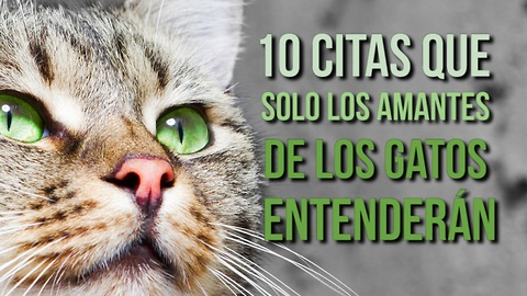 10 Citas Que Solo Los Amantes De Los Gatos Entenderán