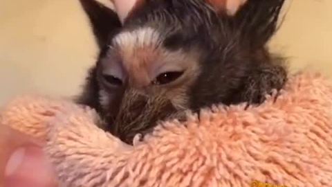 Pampered monkey receives adorable new hairstyle