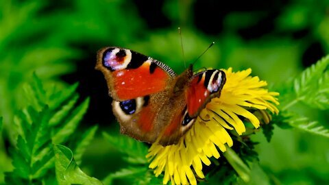 Butterfly flower insect