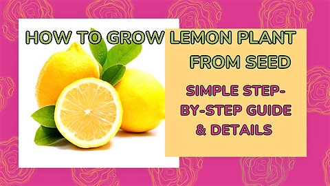 How To Grow LemonPlant Via Seeds | Lemon 🍋 | Lemon Plant