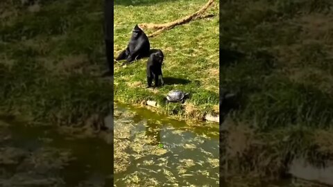 Pyare Pyare Janwaro Ki Masti🤣Funny Animals👈