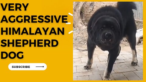 Aggressive himalayan Shepherd dog