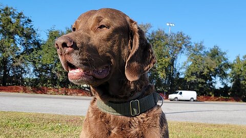 Florida Roadtrip | Santee State Park, SC | Vanlife With Dogs