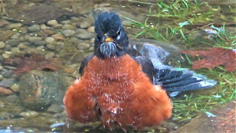 Grumpy looking robin has a great time bathing in backyard pond