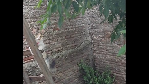 Joy playing in the backyard - Joy brincando no quintal